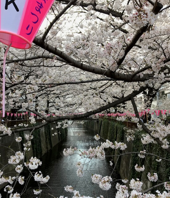 東京3泊4日モデルコース【女子旅】目黒川のお花見